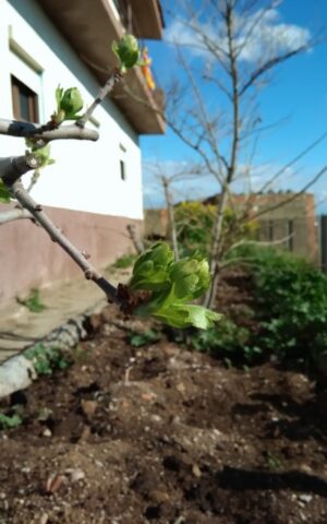 Crataegus Azarolus abril 2018