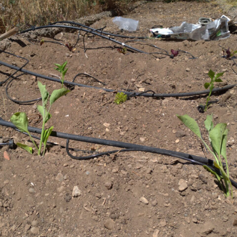hort 18-05-19-1
