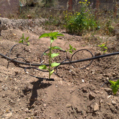 hort 18-05-19